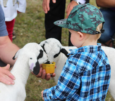 Petting Zoo for hire Brisbane